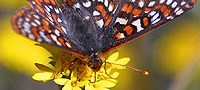 A butterfly
