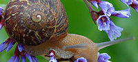 A snail